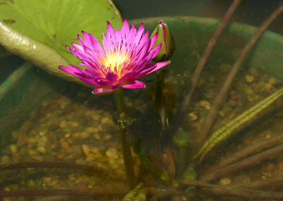 Nymphaea 'Charlie's Pride'