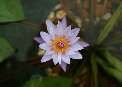 Nymphaea 'August Koch'