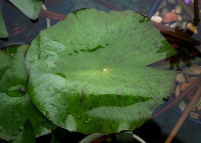 Nymphaea 'August Koch'