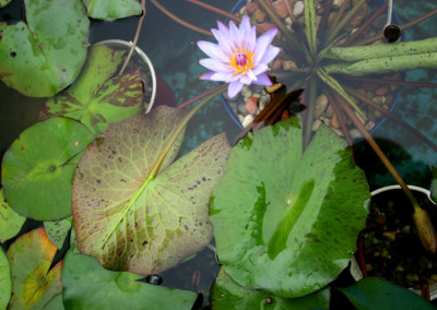 Nymphaea 'August Koch'