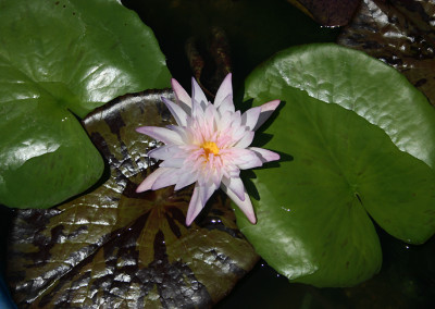 Nymphaea 'Avalanche'