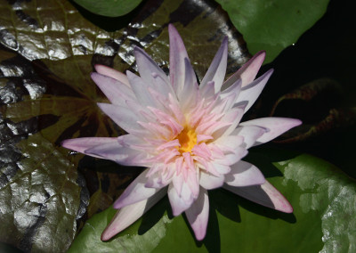 Nymphaea 'Avalanche'