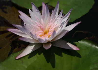 Nymphaea 'Avalanche'