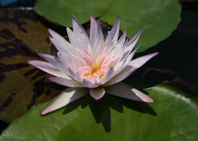 Nymphaea 'Avalanche'