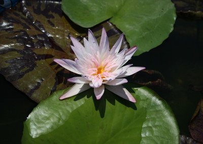 Nymphaea 'Avalanche'