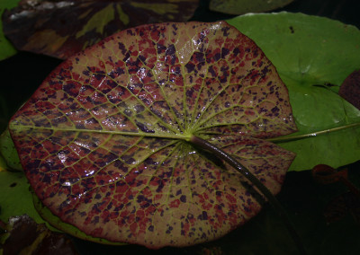 Nymphaea 'Avalanche'