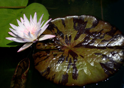 Nymphaea 'Avalanche'