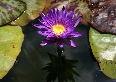 Nymphaea 'Blue Aster'