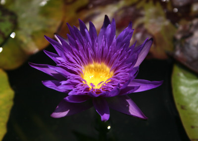 Nymphaea 'Blue Aster'