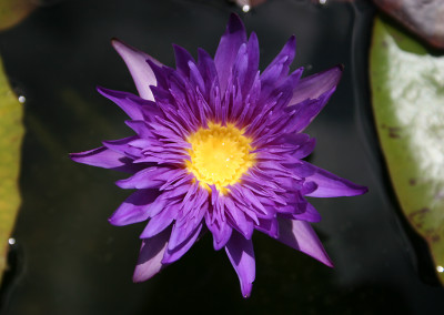 Nymphaea 'Blue Aster'