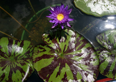 Nymphaea 'Blue Aster'