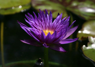 Nymphaea 'Blue Aster'