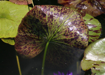 Nymphaea 'Blue Aster'