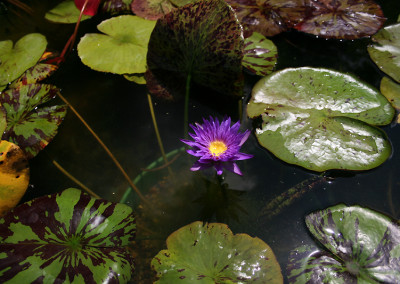 Nymphaea 'Blue Aster'