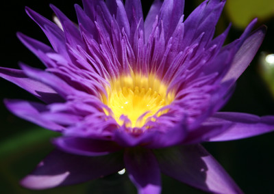 Nymphaea 'Blue Aster'