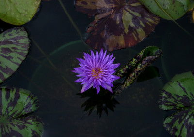 Nymphaea 'Blue Aster'