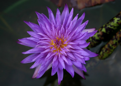 Nymphaea 'Blue Aster'