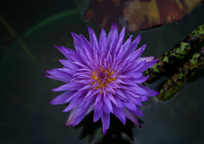 Nymphaea 'Blue Aster'