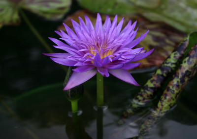 Nymphaea 'Blue Aster'