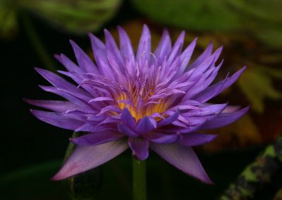 Nymphaea 'Blue Aster'