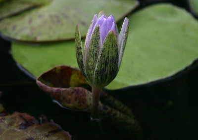 Nymphaea 'Avalanche'