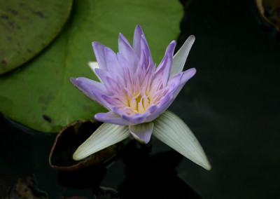 Nymphaea 'Avalanche'