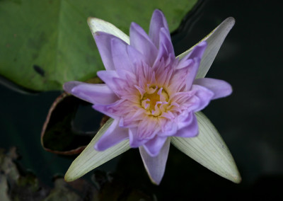 Nymphaea 'Avalanche'