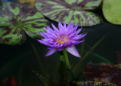 Nymphaea 'Blue Aster'