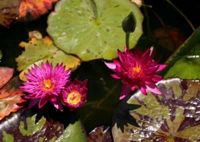 Nymphaea 'Charlie's Pride'