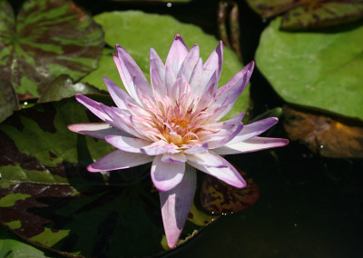 Nymphaea 'Avalanche'