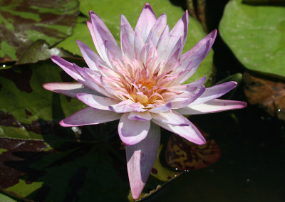 Nymphaea 'Avalanche'