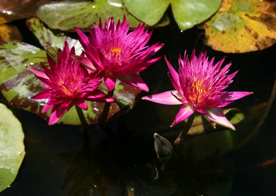 Nymphaea 'Charlie's Pride'