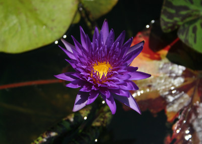 Nymphaea 'Blue Aster'