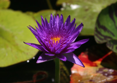 Nymphaea 'Blue Aster'