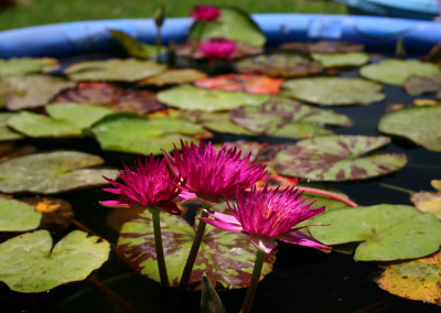 Nymphaea 'Charlie's Pride'