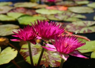 Nymphaea 'Charlie's Pride'