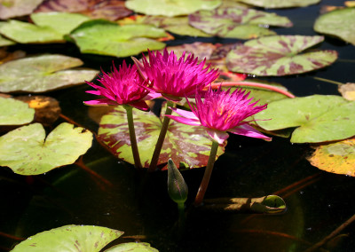 Nymphaea 'Charlie's Pride'