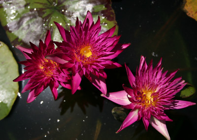 Nymphaea ‘Charlie’s Pride’