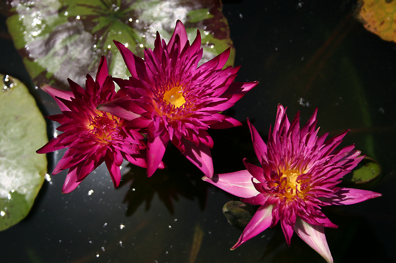 Nymphaea ‘Charlie’s Pride’