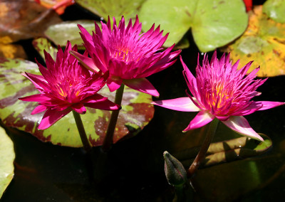 Nymphaea 'Charlie's Pride'