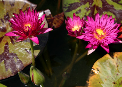 Nymphaea 'Charlie's Pride'