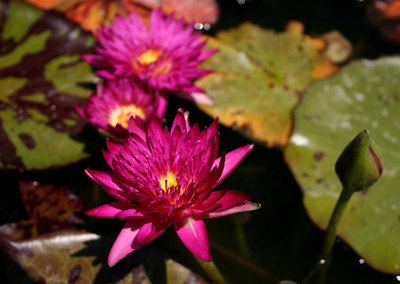 Nymphaea 'Charlie's Pride'