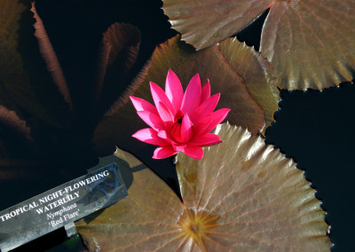 Nymphaea 'Red Flare'