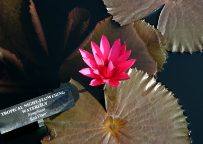 Nymphaea 'Red Flare'