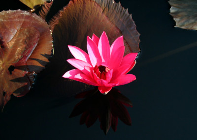 Nymphaea 'Red Flare'