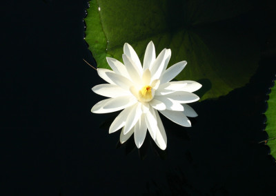 Nymphaea 'Trudy Slocum'