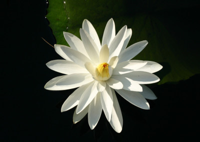 Nymphaea 'Trudy Slocum'