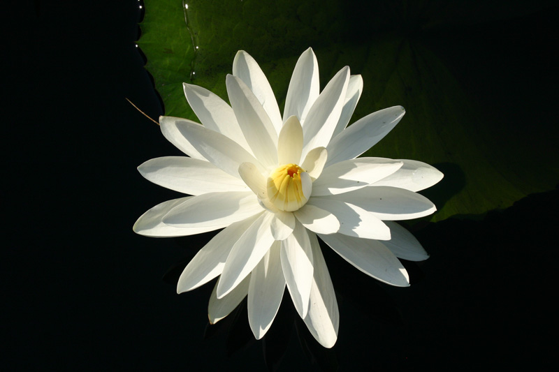 Nymphaea ‘Trudy Slocum’