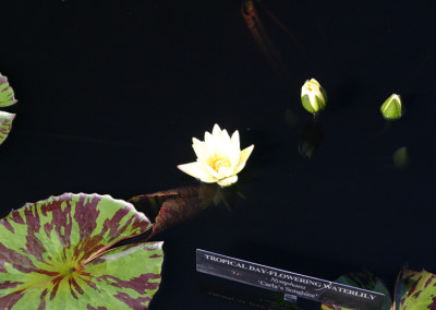 Nymphaea 'Carla's Sonshine'