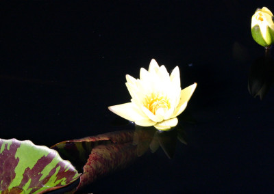 Nymphaea 'Carla's Sonshine'